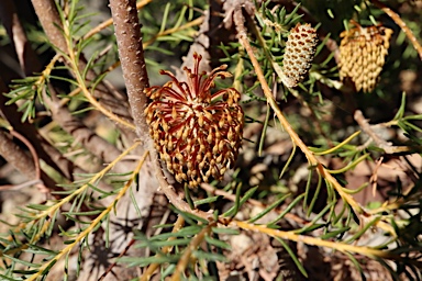 APII jpeg image of Banksia laricina  © contact APII