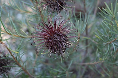 APII jpeg image of Banksia violacea  © contact APII