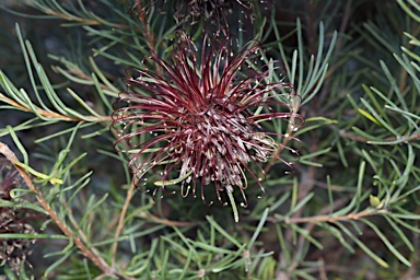 APII jpeg image of Banksia violacea  © contact APII