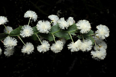 APII jpeg image of Acacia alata var. biglandulosa  © contact APII