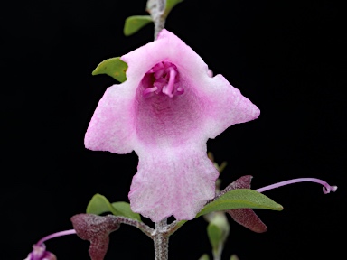 APII jpeg image of Prostanthera ovalifolia 'Brundah Candy'  © contact APII