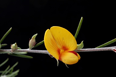 APII jpeg image of Pultenaea cinerascens  © contact APII