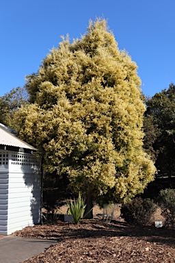 APII jpeg image of Melaleuca bracteata 'Revolution Gold'  © contact APII