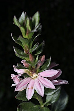 APII jpeg image of Scaevola 'Sitting Pretty'  © contact APII