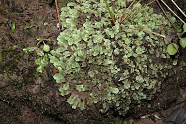 APII jpeg image of Riccia papulosa  © contact APII