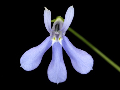 APII jpeg image of Lobelia quadrangularis  © contact APII