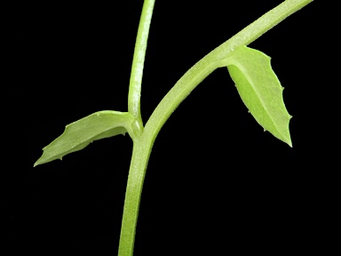 APII jpeg image of Lobelia quadrangularis  © contact APII