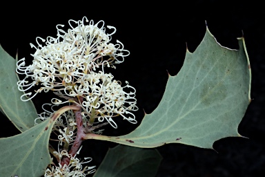 APII jpeg image of Hakea cristata  © contact APII