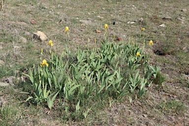 APII jpeg image of Iris germanica  © contact APII