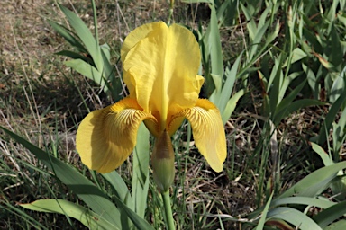 APII jpeg image of Iris germanica  © contact APII