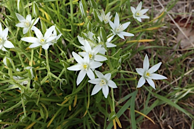 APII jpeg image of Ornithogalum umbellatum  © contact APII