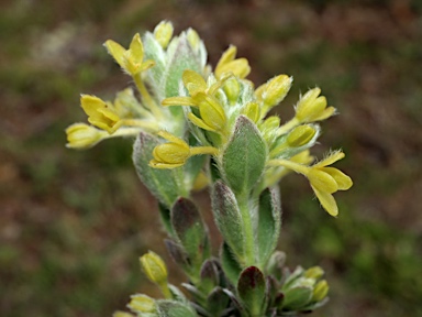 APII jpeg image of Pimelea curviflora  © contact APII