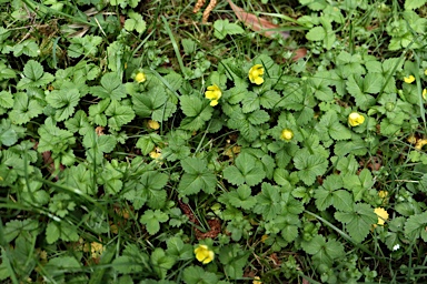 APII jpeg image of Potentilla indica  © contact APII