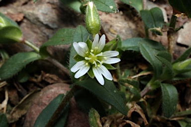 APII jpeg image of Cerastium vulgare  © contact APII