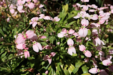 APII jpeg image of Stylidium ireneae  © contact APII