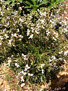 APII jpeg image of Stylidium caespitosum  © contact APII