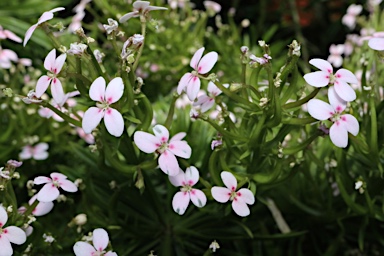 APII jpeg image of Stylidium adnatum  © contact APII