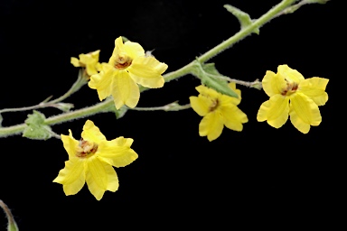 APII jpeg image of Goodenia heterophylla subsp. eglandulosa  © contact APII