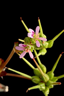 APII jpeg image of Pelargonium inodorum  © contact APII