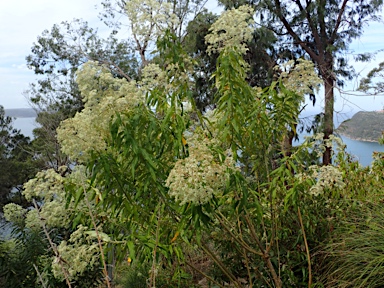 APII jpeg image of Astrotricha latifolia  © contact APII