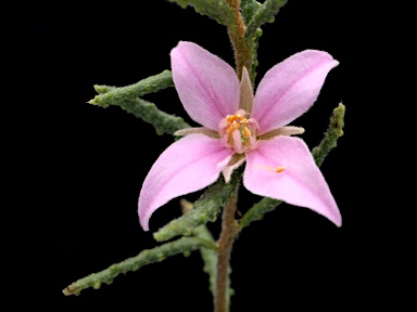 APII jpeg image of Boronia repanda  © contact APII