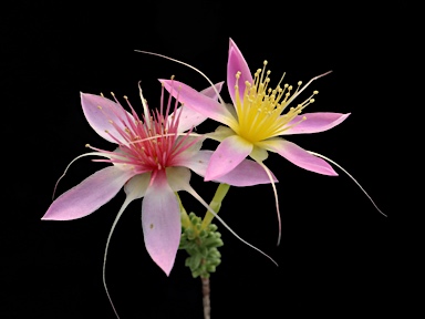 APII jpeg image of Calytrix longiflora  © contact APII