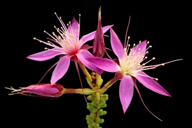 APII jpeg image of Calytrix desolata  © contact APII