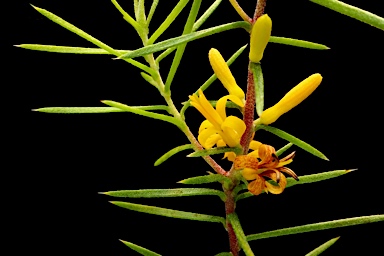 APII jpeg image of Persoonia juniperina  © contact APII