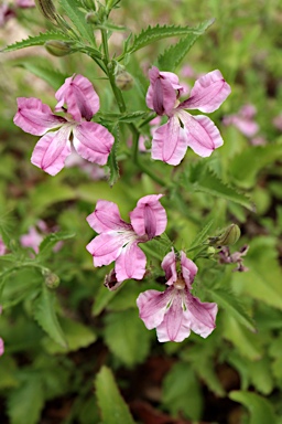 APII jpeg image of Goodenia macmillanii  © contact APII