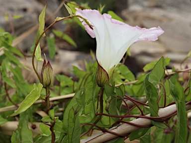 APII jpeg image of Calystegia sepium  © contact APII