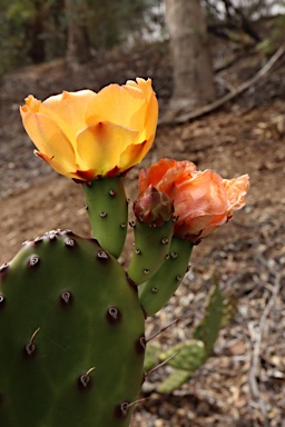 APII jpeg image of Opuntia elata  © contact APII