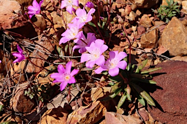 APII jpeg image of Calandrinia sp. Chewings Range (D.E.Albrecht 10561)  © contact APII