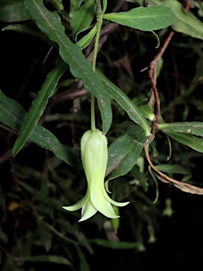 APII jpeg image of Billardiera scandens  © contact APII