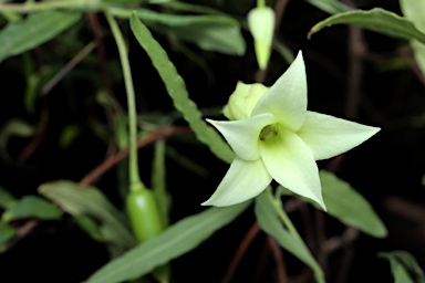 APII jpeg image of Billardiera scandens  © contact APII