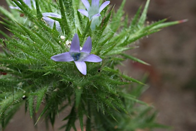 APII jpeg image of Navarretia squarrosa  © contact APII