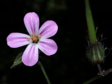 APII jpeg image of Geranium purpureum  © contact APII