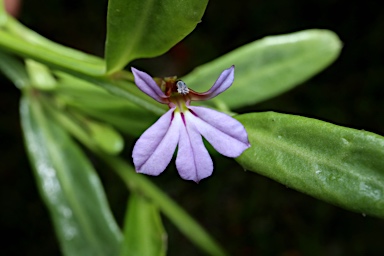 APII jpeg image of Lobelia anceps  © contact APII