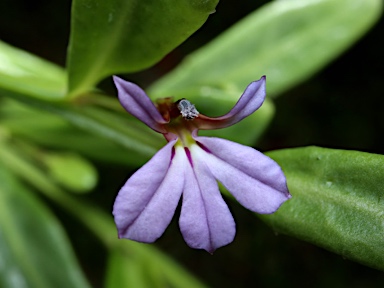 APII jpeg image of Lobelia anceps  © contact APII