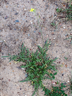 APII jpeg image of Diplotaxis tenuifolia  © contact APII