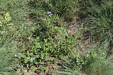 APII jpeg image of Erodium crinitum  © contact APII