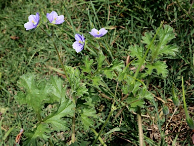 APII jpeg image of Erodium crinitum  © contact APII