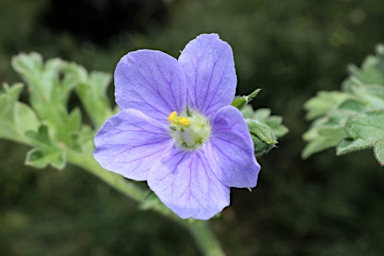 APII jpeg image of Erodium crinitum  © contact APII