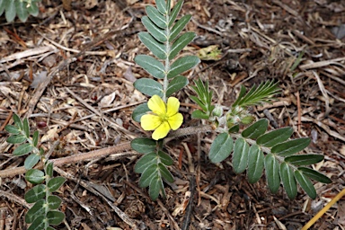 APII jpeg image of Tribulus terrestris  © contact APII