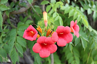 APII jpeg image of Campsis radicans  © contact APII