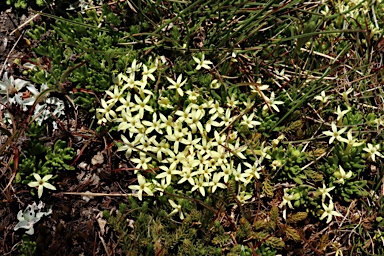 APII jpeg image of Stackhousia pulvinaris  © contact APII