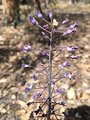 APII jpeg image of Scilla hyacinthoides  © contact APII