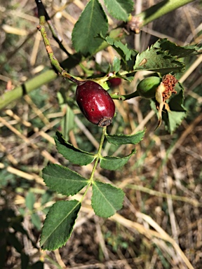 APII jpeg image of Rosa canina  © contact APII