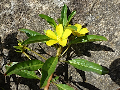 APII jpeg image of Ludwigia peploides subsp. montevidensis  © contact APII