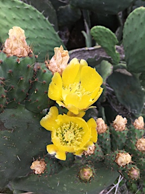 APII jpeg image of Opuntia ficus-indica  © contact APII