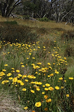 APII jpeg image of Xerochrysum subundulatum  © contact APII